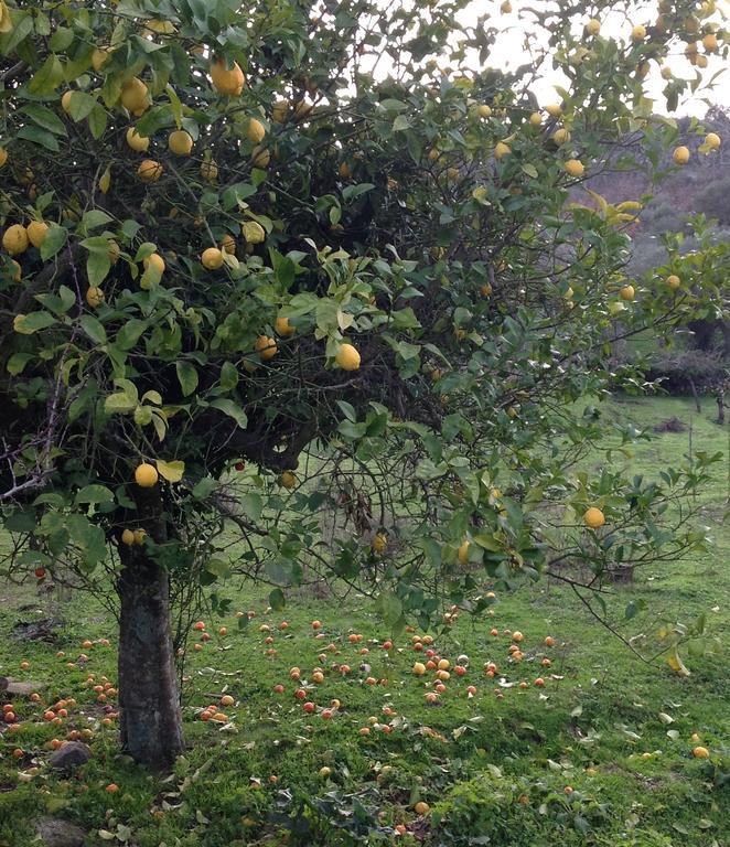 雷富希奥达马塞拉度假屋 Marvão 外观 照片